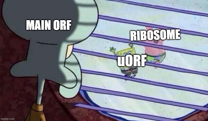 uORF meme | RIBOSOME; MAIN ORF; uORF | image tagged in spongebob looking out window | made w/ Imgflip meme maker