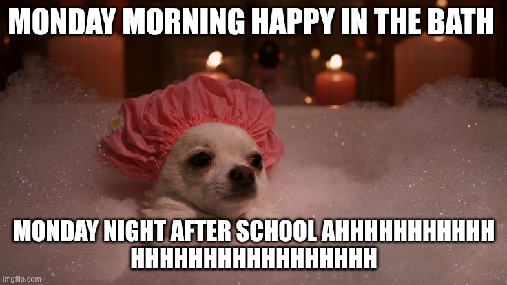 What Mondays are like | MONDAY MORNING HAPPY IN THE BATH; MONDAY NIGHT AFTER SCHOOL AHHHHHHHHHHH
HHHHHHHHHHHHHHHHH | image tagged in chihuahua bubble bath | made w/ Imgflip meme maker