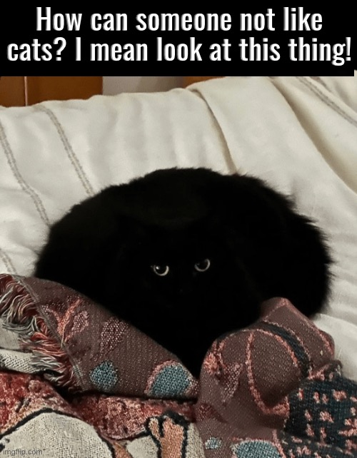 How? | How can someone not like cats? I mean look at this thing! | image tagged in cats,funny cats,black cat,cute cat,void,beautiful | made w/ Imgflip meme maker