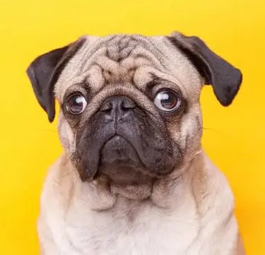 pug Blank Meme Template