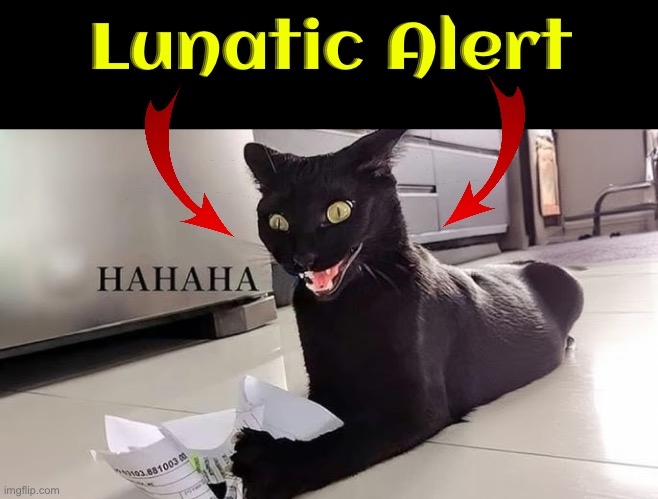 Lunatic Alert | Lunatic Alert | image tagged in cats,funny cats,black cat,lunatic,facial expressions,hilarious memes | made w/ Imgflip meme maker