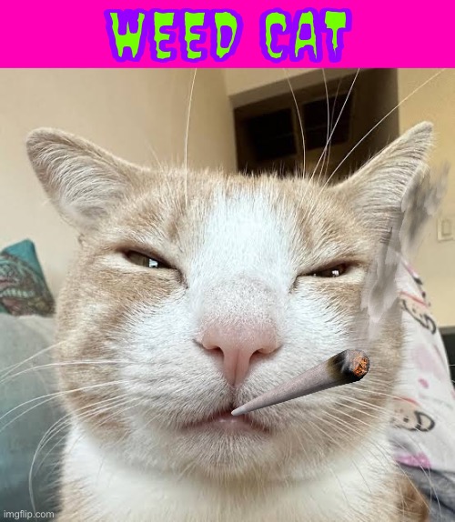 Weed Cat | WEED CAT | image tagged in cats,funny cats,weed,stoner,smoking weed,joint | made w/ Imgflip meme maker