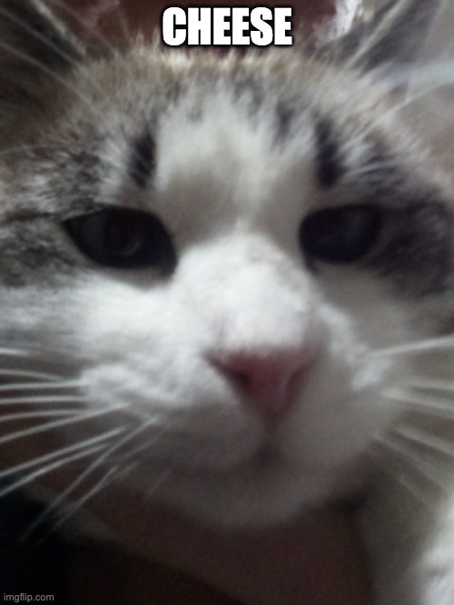 Sour Hart announcement template | CHEESE | image tagged in sour hart announcement template | made w/ Imgflip meme maker