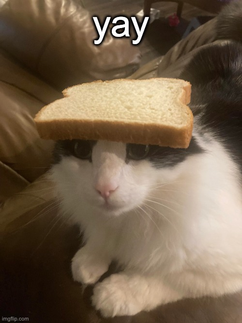 bread cat | yay | image tagged in bread cat | made w/ Imgflip meme maker