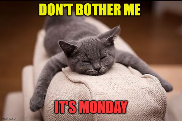 Monday | DON'T BOTHER ME; IT'S MONDAY | image tagged in sleepy cat,funny memes | made w/ Imgflip meme maker