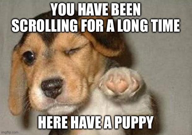 Cute, right? | YOU HAVE BEEN SCROLLING FOR A LONG TIME; HERE HAVE A PUPPY | image tagged in winking dog | made w/ Imgflip meme maker
