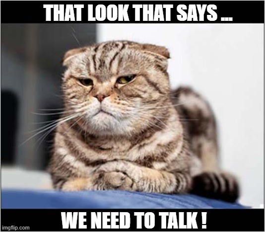 He's Judging You ! | THAT LOOK THAT SAYS ... WE NEED TO TALK ! | image tagged in cats,judging you,talk | made w/ Imgflip meme maker
