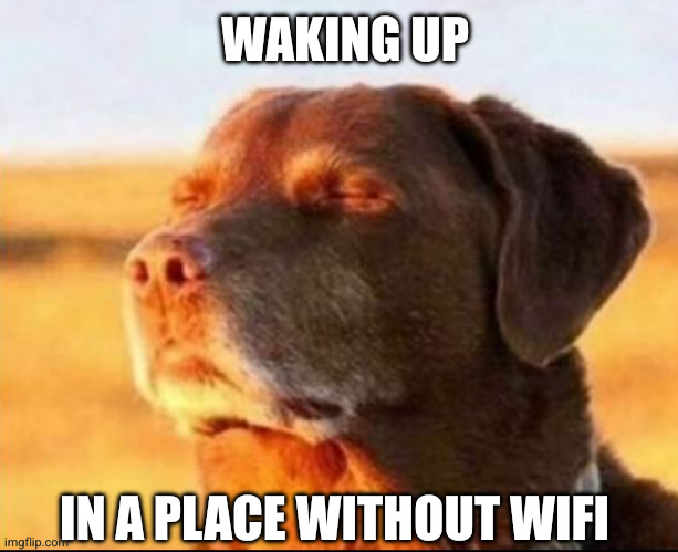 Oops, no Internet here | WAKING UP; IN A PLACE WITHOUT WIFI | image tagged in dog looking at sunshine,memes,peaceful,freedom,ignorance is bliss,vitamin d | made w/ Imgflip meme maker