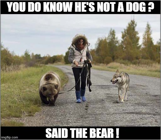 A Strange Walkies ! | YOU DO KNOW HE'S NOT A DOG ? SAID THE BEAR ! | image tagged in dogs,walkies,wolf,bear | made w/ Imgflip meme maker