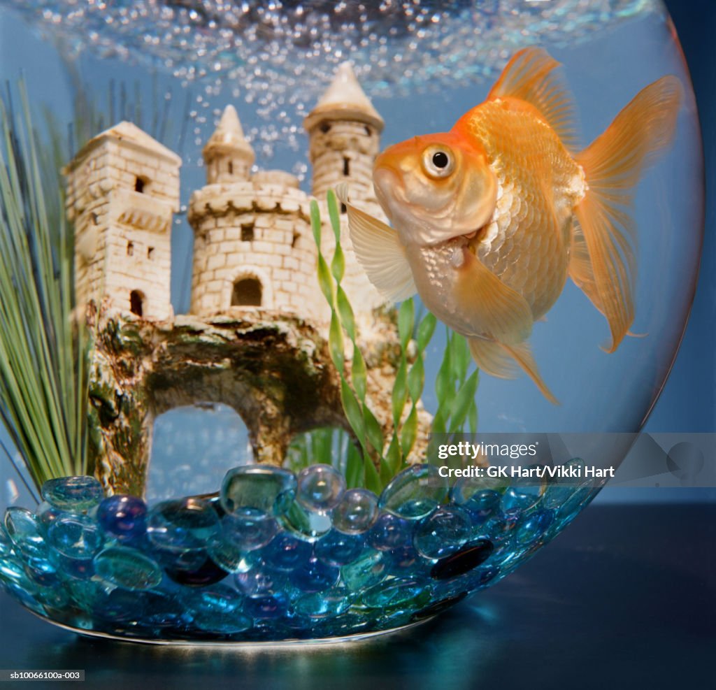 fish bowl Blank Meme Template