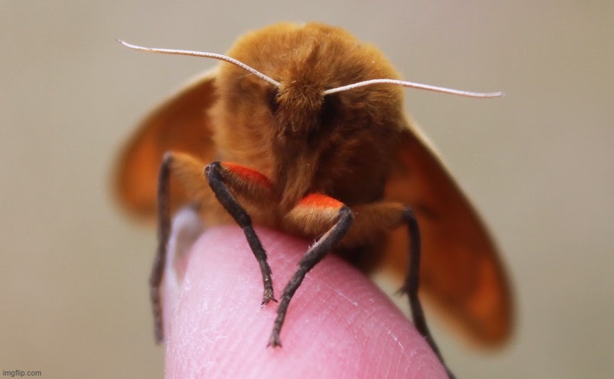 isebella tiger moth | made w/ Imgflip meme maker