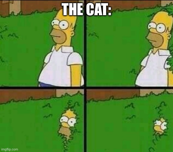 Homer Simpson Nope | THE CAT: | image tagged in homer simpson nope | made w/ Imgflip meme maker