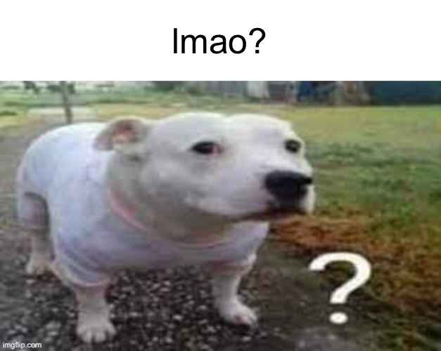 Dog question mark | lmao? | image tagged in dog question mark | made w/ Imgflip meme maker