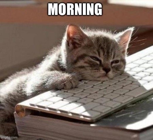 tired cat | MORNING | image tagged in tired cat | made w/ Imgflip meme maker