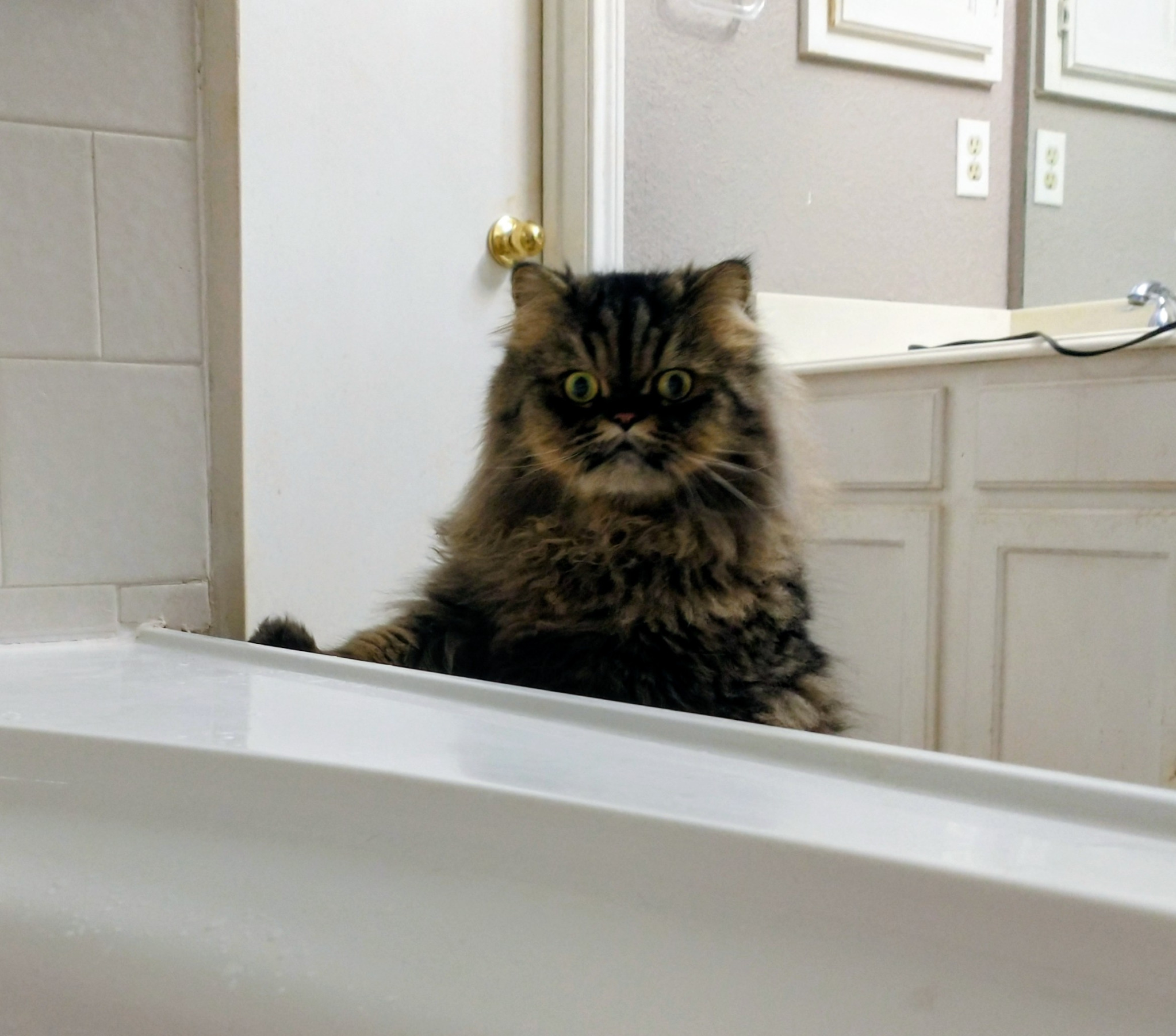 Cat Shocked & Surprised Blank Meme Template