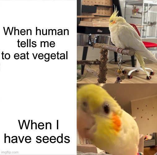 Just wanted to make a meme with images of my pet | When human tells me to eat vegetal; When I have seeds | image tagged in memes,sleeping shaq,birds | made w/ Imgflip meme maker
