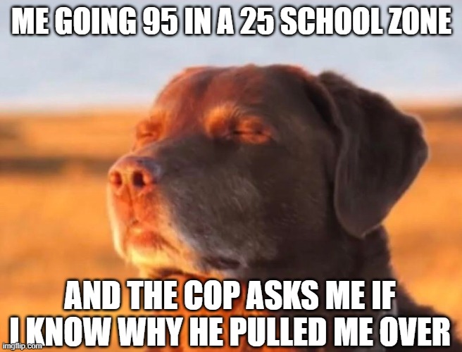 Me going 95 in a 25 school zone | ME GOING 95 IN A 25 SCHOOL ZONE; AND THE COP ASKS ME IF I KNOW WHY HE PULLED ME OVER | image tagged in dog accepting fate | made w/ Imgflip meme maker