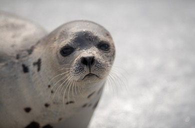 Sad Seal Blank Meme Template