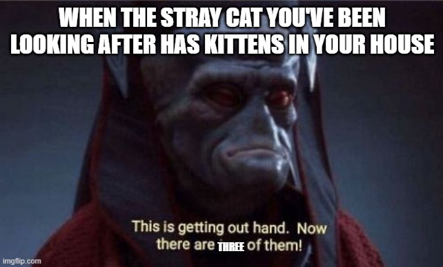 They are mighty cute though | WHEN THE STRAY CAT YOU'VE BEEN LOOKING AFTER HAS KITTENS IN YOUR HOUSE; THREE | image tagged in this is getting out of hand | made w/ Imgflip meme maker