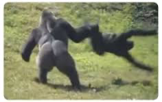 Gorilla throwing a monkey Blank Meme Template