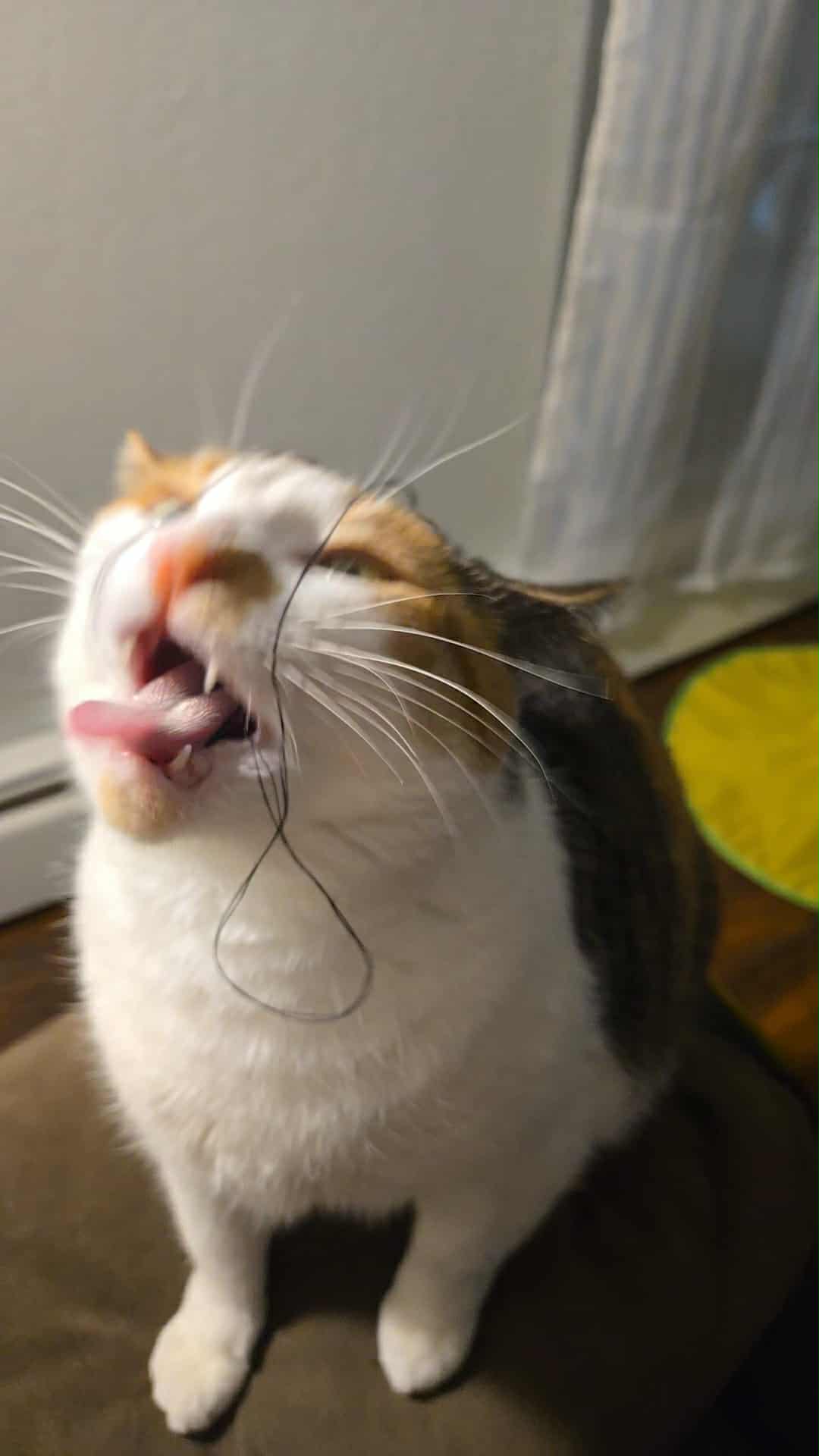 Hair in mouth cat Blank Meme Template