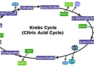 Kreb Cycle Simple Blank Meme Template