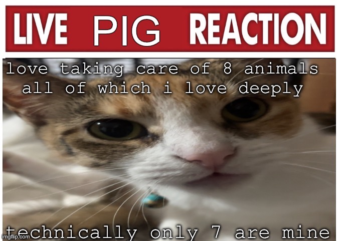 woah | love taking care of 8 animals 
all of which i love deeply; technically only 7 are mine | image tagged in woah | made w/ Imgflip meme maker