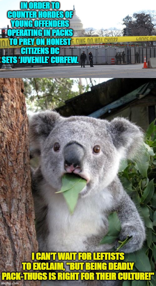 Common sense crime fighting is anathema to the Left. | IN ORDER TO COUNTER HORDES OF YOUNG OFFENDERS OPERATING IN PACKS TO PREY ON HONEST CITIZENS DC SETS ‘JUVENILE’ CURFEW. I CAN'T WAIT FOR LEFTISTS TO EXCLAIM, "BUT BEING DEADLY PACK-THUGS IS RIGHT FOR THEIR CULTURE!" | image tagged in surprised koala | made w/ Imgflip meme maker