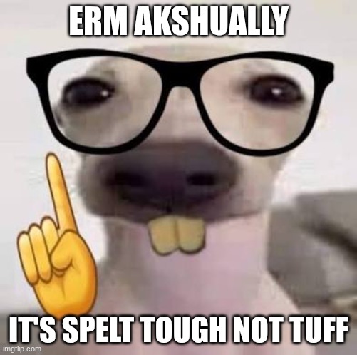 erm ackshually ☝️? / nerdy dog | ERM AKSHUALLY IT'S SPELT TOUGH NOT TUFF | image tagged in erm ackshually / nerdy dog | made w/ Imgflip meme maker