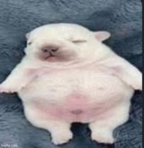 pibble | image tagged in pibble | made w/ Imgflip meme maker