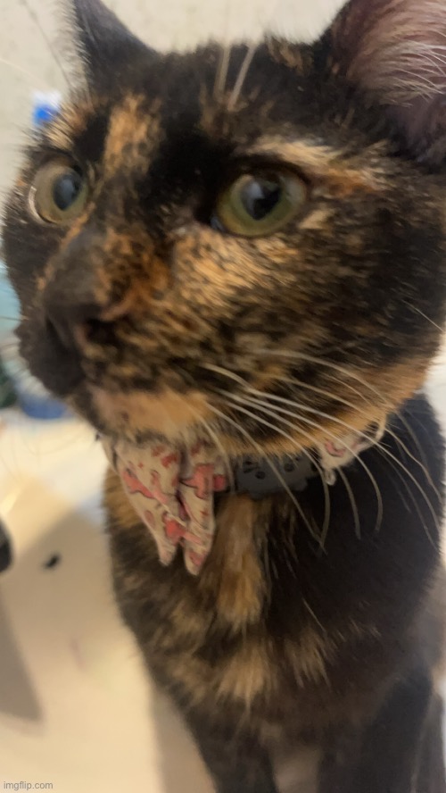 she likes bathroom sink | made w/ Imgflip meme maker