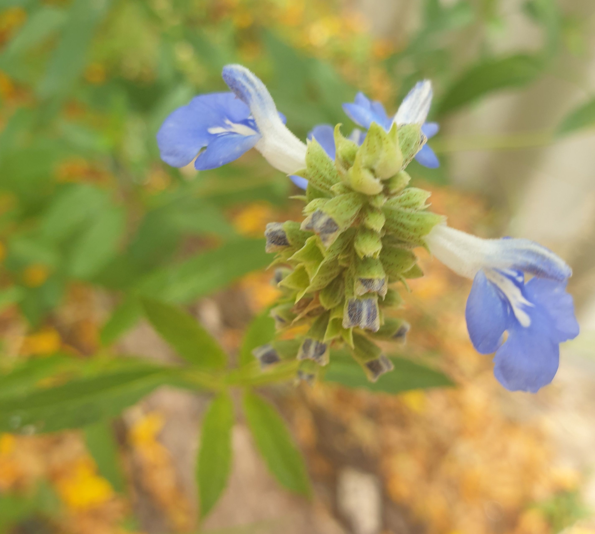 Arms Outstretched Blank Meme Template