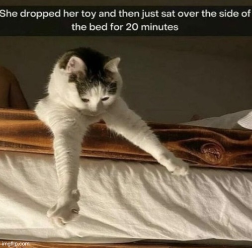 Cats are so freaking weird | image tagged in cats,funny cats,weirdo,reactions,toys,hilarious memes | made w/ Imgflip meme maker