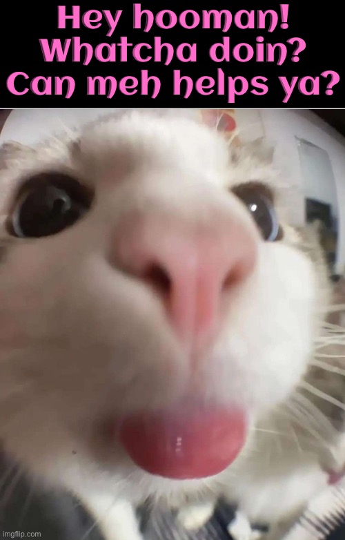 Nosy Cats | Hey hooman! Whatcha doin? Can meh helps ya? | image tagged in curiosity,cats,funny cat memes,facial expressions,tongue,help | made w/ Imgflip meme maker