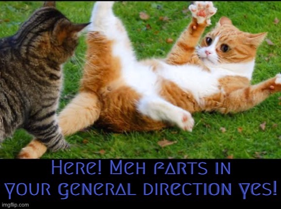 Meh Farts | image tagged in cats,farting,funny cats,bathroom humor,playing,funny memes | made w/ Imgflip meme maker