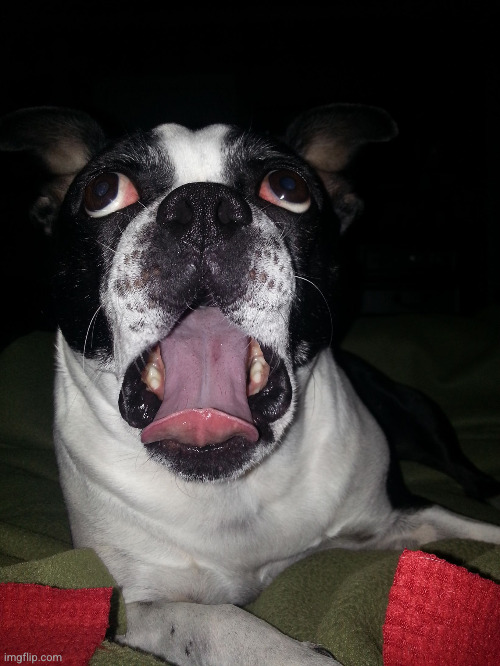 image tagged in blah blah blah blah blah | made w/ Imgflip meme maker