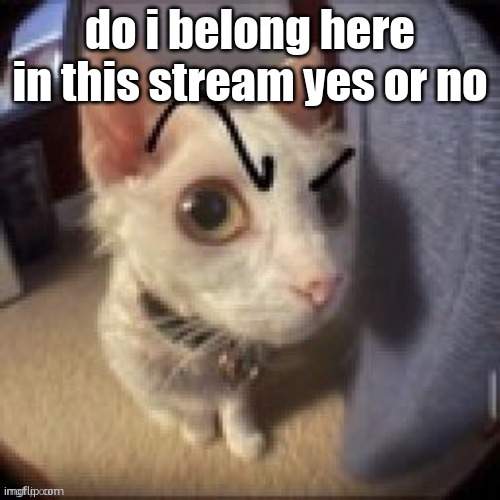 do i belong here | do i belong here in this stream yes or no | image tagged in side eye eyebrow raise cat | made w/ Imgflip meme maker