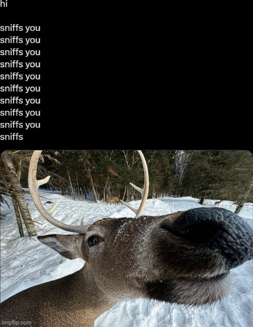 image tagged in sniff | made w/ Imgflip meme maker