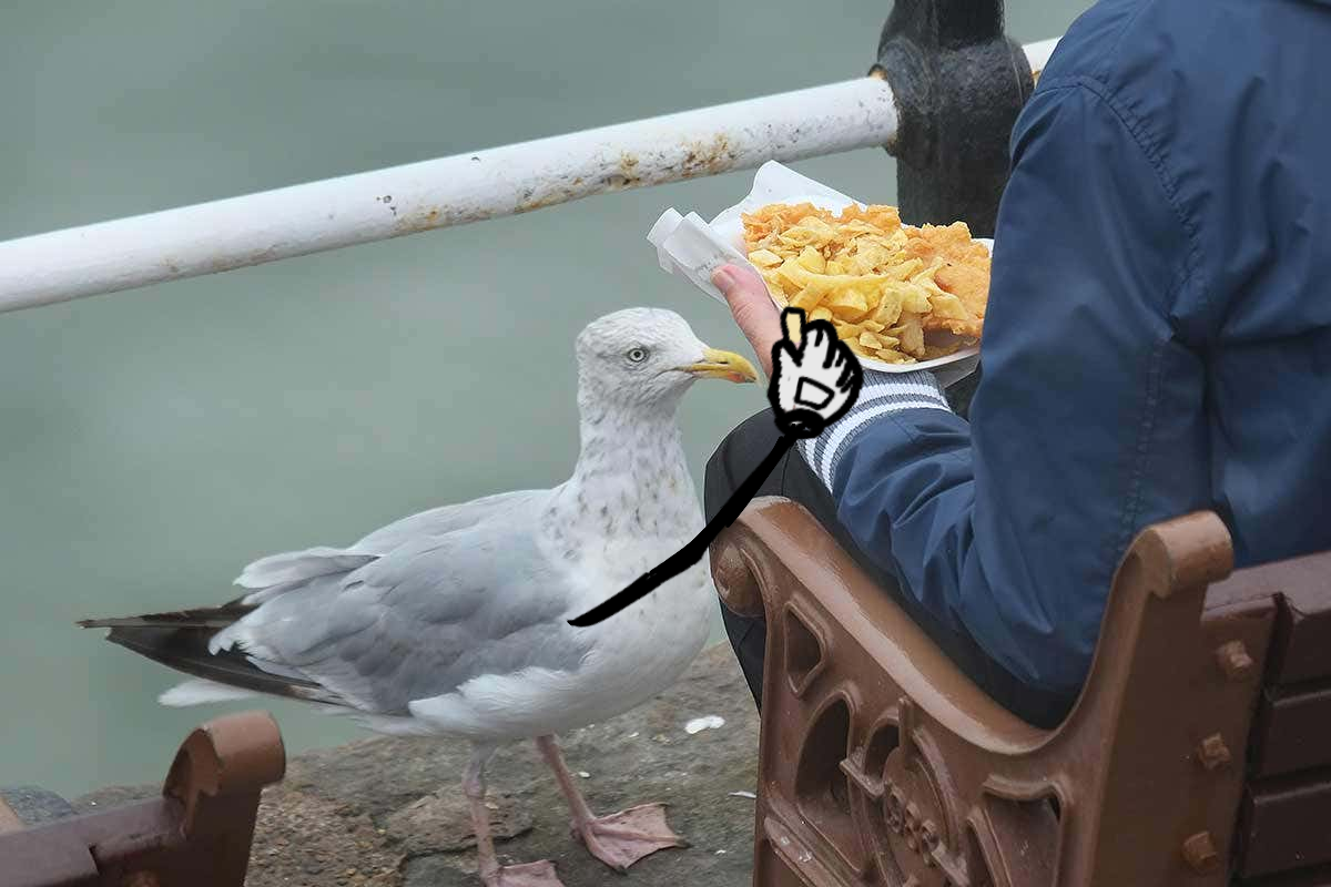Seagull steals food Blank Meme Template