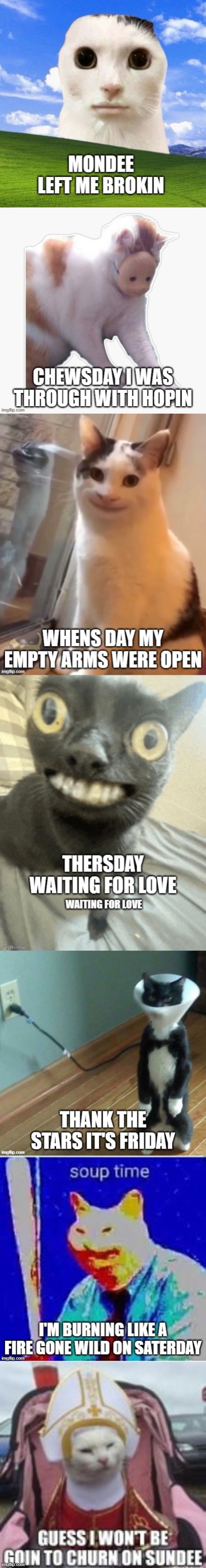 Mondee left me broken | image tagged in cat | made w/ Imgflip meme maker