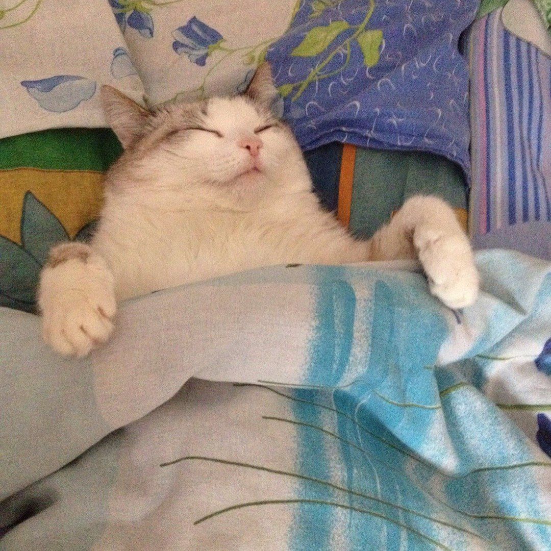 Sleepy cat Blank Meme Template