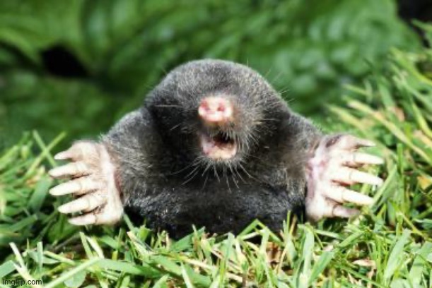 Mole | image tagged in mole | made w/ Imgflip meme maker