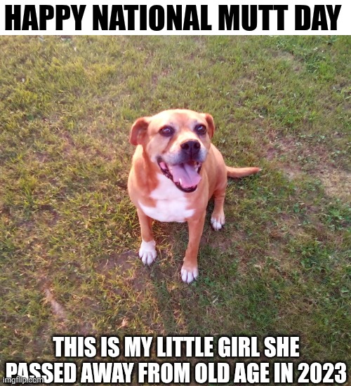Happy National Mutt Day | HAPPY NATIONAL MUTT DAY; THIS IS MY LITTLE GIRL SHE PASSED AWAY FROM OLD AGE IN 2023 | image tagged in chrisjoines1 | made w/ Imgflip meme maker