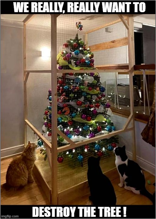 What Is This Sorcery ? | WE REALLY, REALLY WANT TO; DESTROY THE TREE ! | image tagged in cats,christmas tree,protection,destruction,sorcery | made w/ Imgflip meme maker