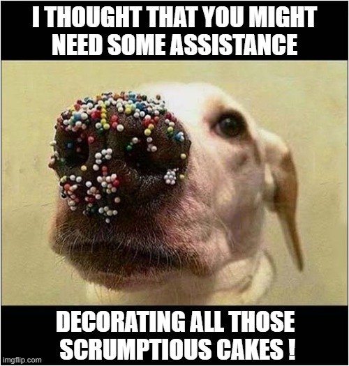 No Need To Thank Me ! | I THOUGHT THAT YOU MIGHT
NEED SOME ASSISTANCE; DECORATING ALL THOSE
 SCRUMPTIOUS CAKES ! | image tagged in dogs,assistance,sprinkles,cakes | made w/ Imgflip meme maker