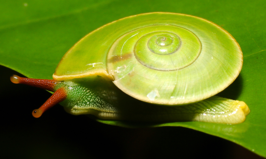 Flat green pebble snail Blank Meme Template