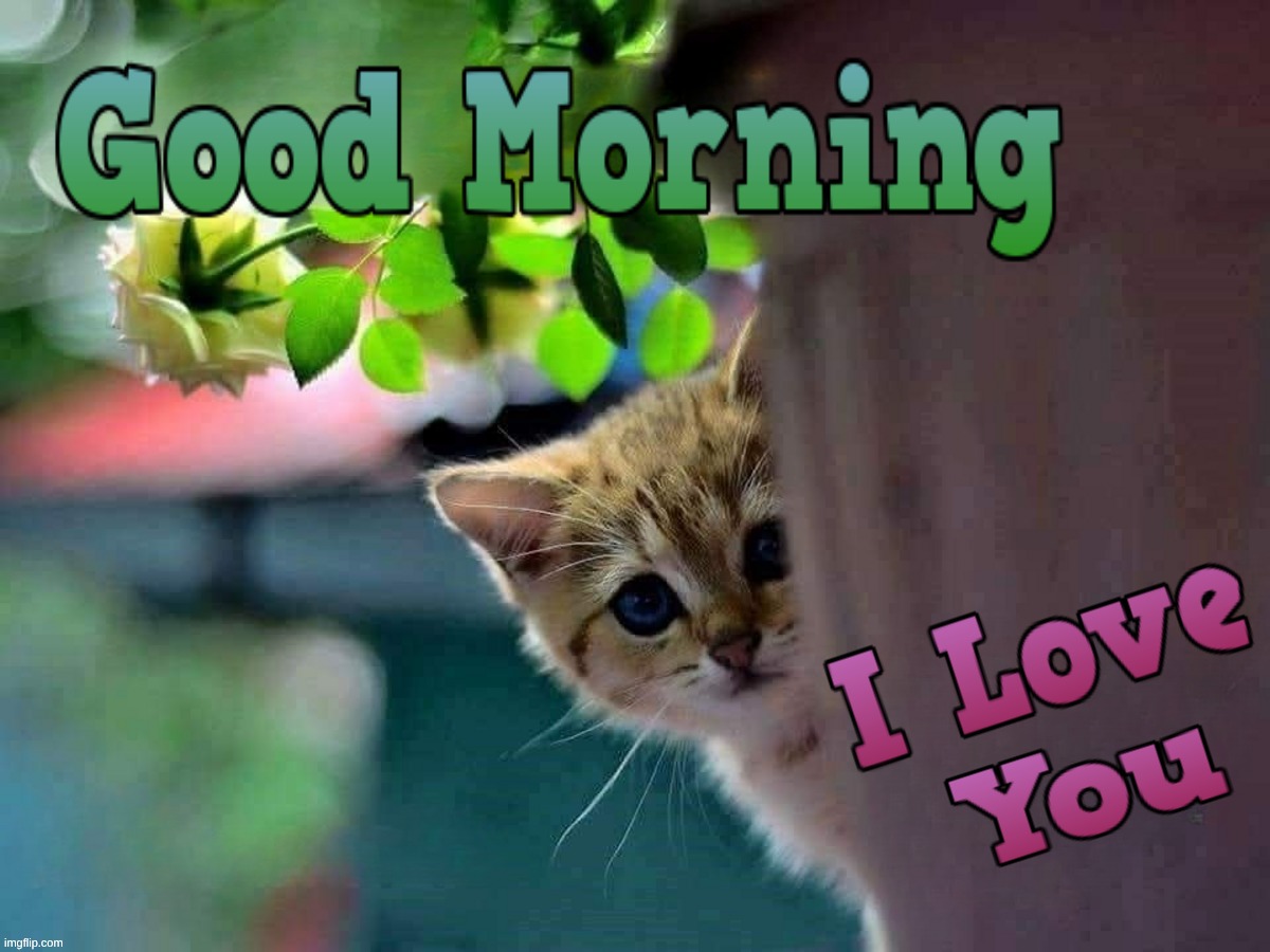 Good Morning. I Love You | image tagged in kitten,good morning,i love you | made w/ Imgflip meme maker