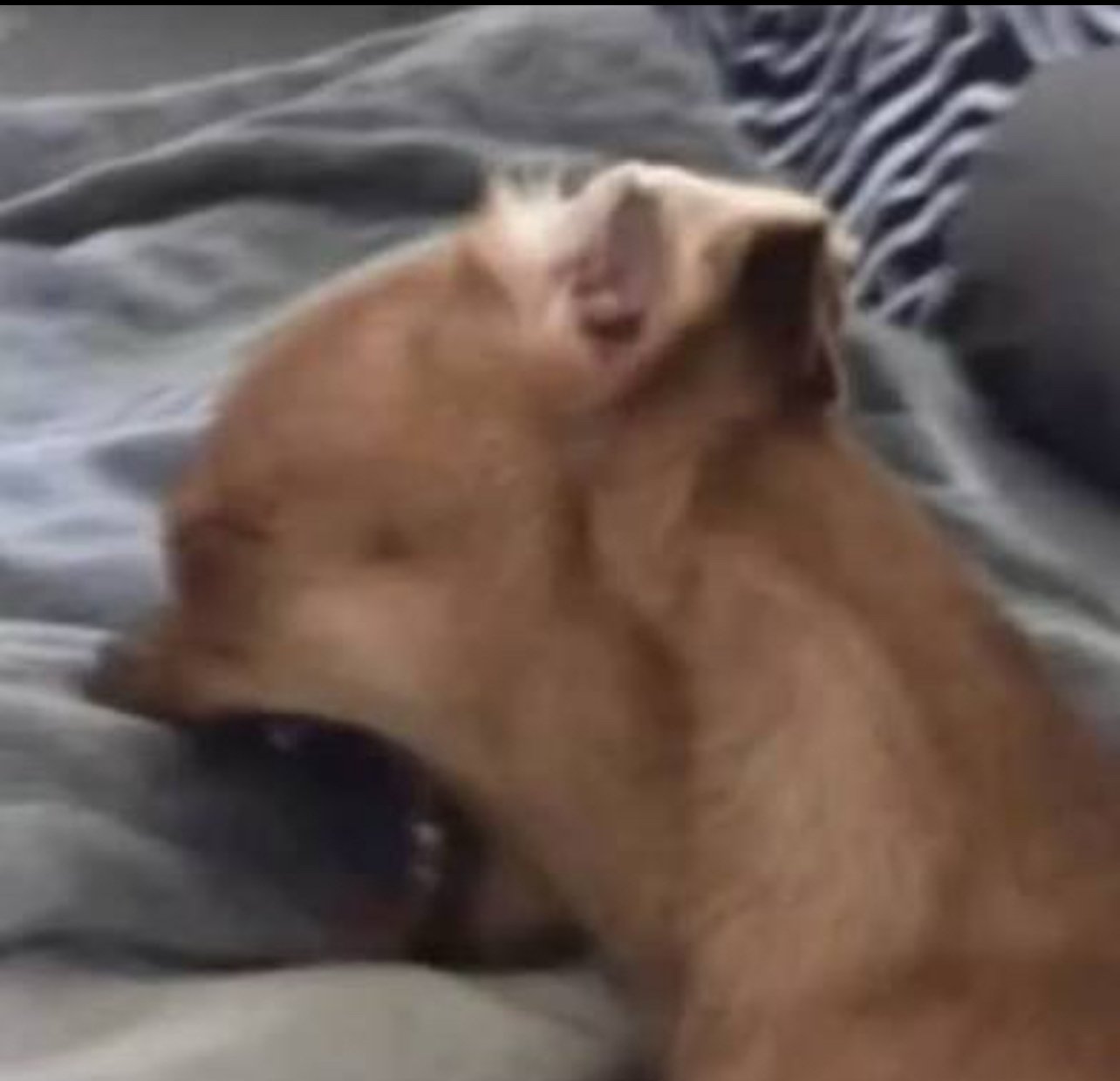 Sad Dog Blank Meme Template