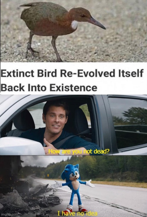 image tagged in sonic how are you not dead,memes,funny,funny memes,meme | made w/ Imgflip meme maker
