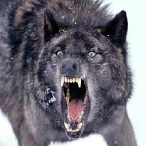 Angry Wolf | image tagged in angry wolf | made w/ Imgflip meme maker